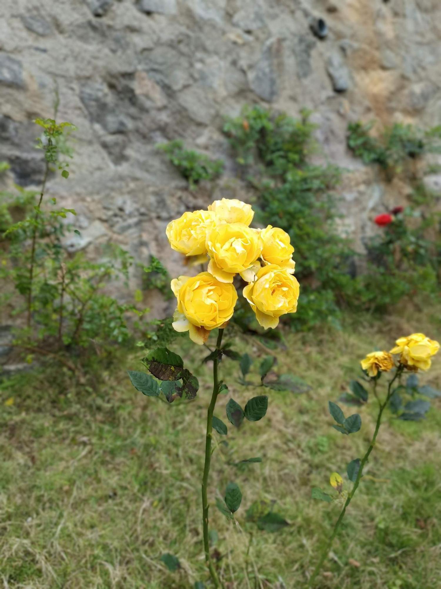 Kodai Riya Paradise Kodaikanal Exteriör bild